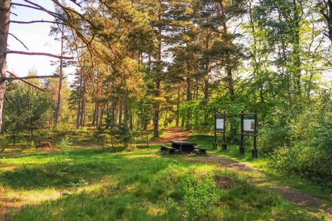 bursztynowa-osada-okolica-las_03