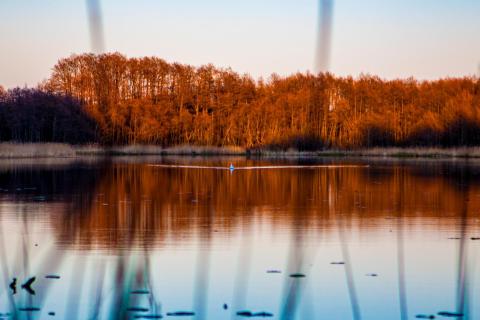bursztynowa-osada-okolica-las_07